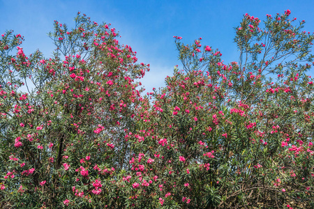 香菜花树