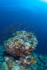 珊瑚生活潜水苏丹矿井红海 safari