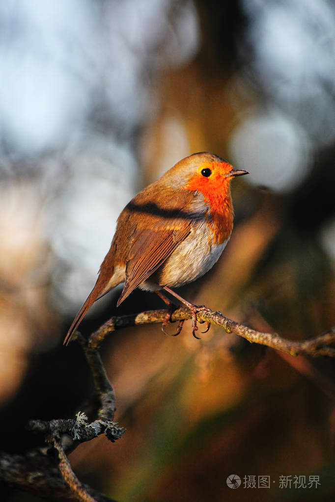 robin redbreast (erithacus rubecula)