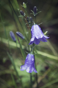 特写镜头的盛开，苏格兰流行花蓝色铃铛