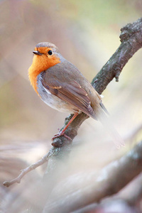 欧洲知更鸟 Erithacus rubecula 栖息在树上，反对