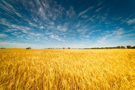 澳大利亚小麦图片