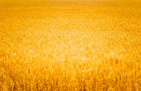 领域的金黄小麦