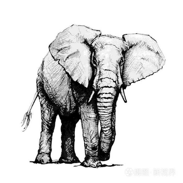 大象,孤立的白色背景上的手绘插图