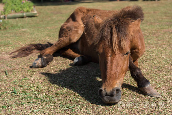 在性质上的马.它睡在地板上看美丽的画像 fa