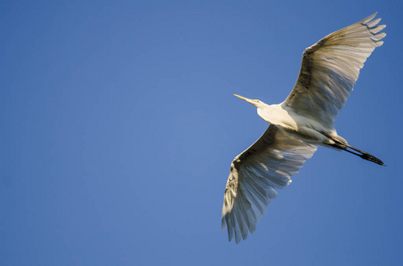 大白鹭飞翔在蔚蓝的天空