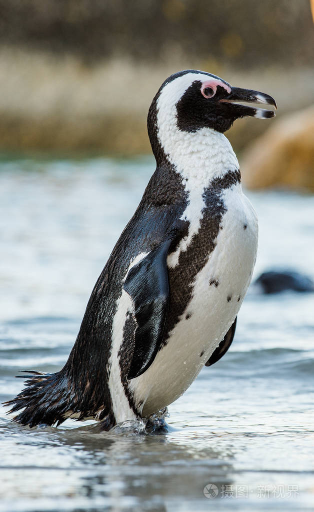 摄图新视界 照片 动物 沙滩上的非洲企鹅.jpg