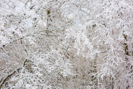 美丽的冬树树枝与大量的雪