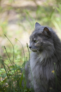 猫坐在草坪上