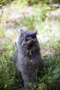 猫坐在草坪上