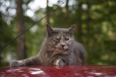 汽车车顶上的灰猫