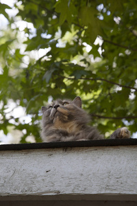 屋顶上的猫