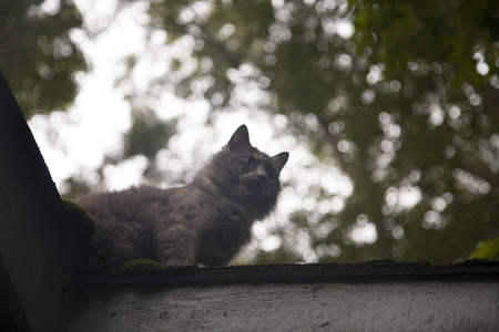 屋顶上的猫