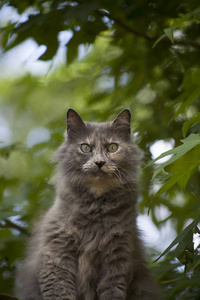 靠近灰小猫