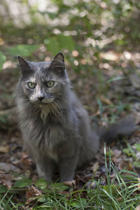 外面只灰色的猫