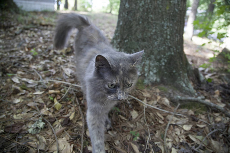 外面只灰色的猫