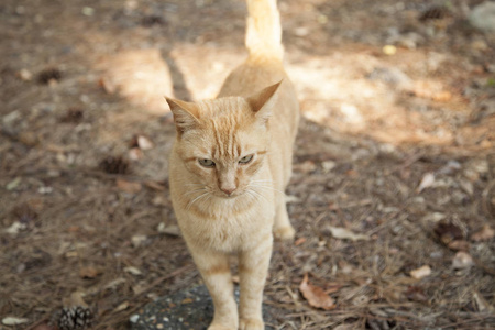 橙色的虎斑猫