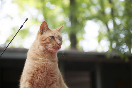 关闭的虎斑猫