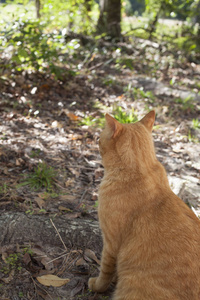 狸花猫户外