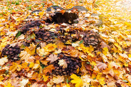 秋天的树叶图案