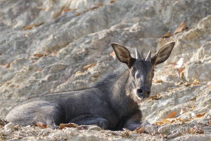 羚羊在岩石上的图像野生动物