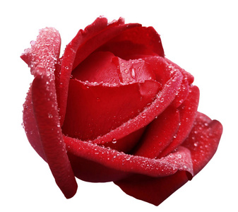 露水玫瑰花红色玫瑰花与露水.侧视图.带有裁剪路径的白色隔离背景.