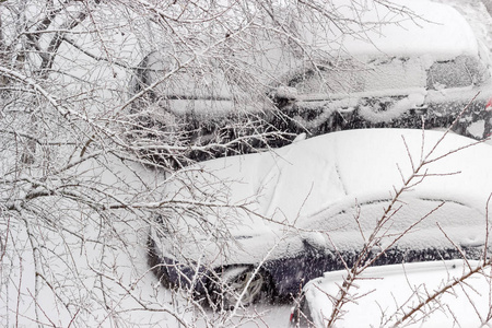 降雪期间, 停放的汽车穿过树枝