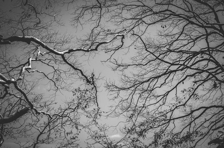 自然秋剪影树分支上天空抽象背景