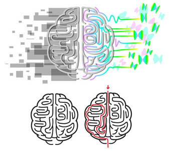 大脑半球迷宫矢量