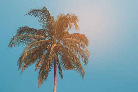复制的热带棕榈树与太阳在天空背景上的光的空间