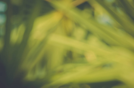 模糊的自然热带棕榈叶与 bokeh 阳光抽象背景