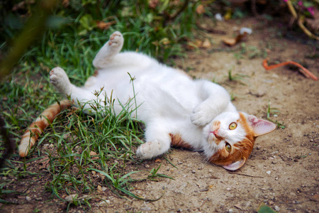 好小猫在草地上