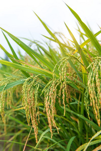 中国水稻水稻收获