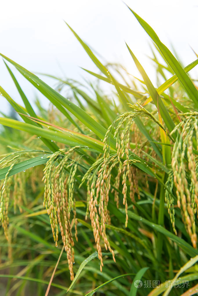 中国水稻水稻收获