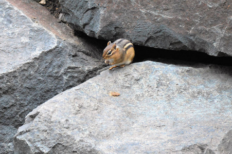 在一块岩石上的花栗鼠