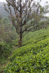 茶园在日落的时候。自然背景