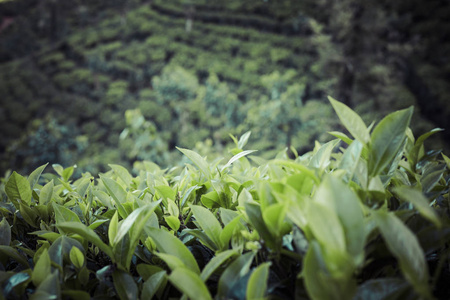 茶园在日落的时候。自然背景