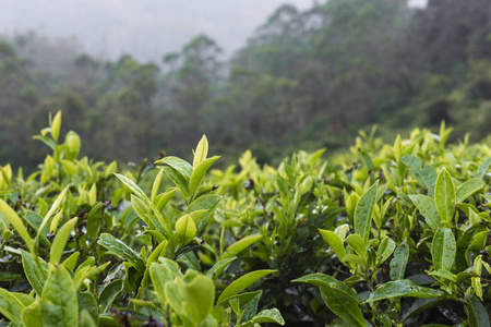 茶园在日落的时候。自然背景