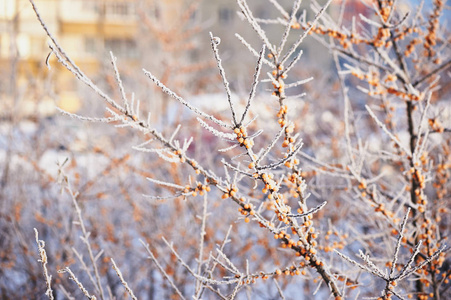 沙棘浆果被雪和白霜覆盖在一个。鸟的食物