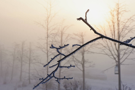 在霜冻分枝。在一个寒冷的冬天, 一个雾蒙蒙的日子里, 太阳被雾所隐藏