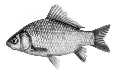 鲤鱼黑色剪影矢量孤立在白色背景上的鹰头孤立陆克文,一种从侧面的鱼