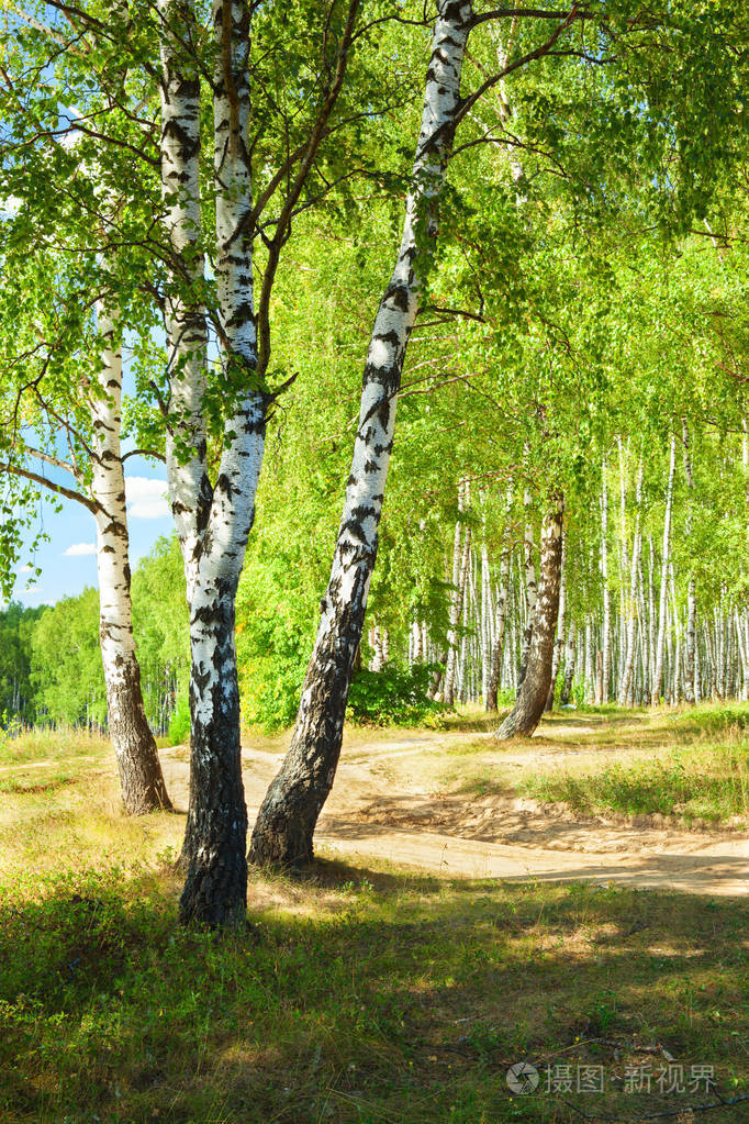 夏天在阳光明媚的白桦林