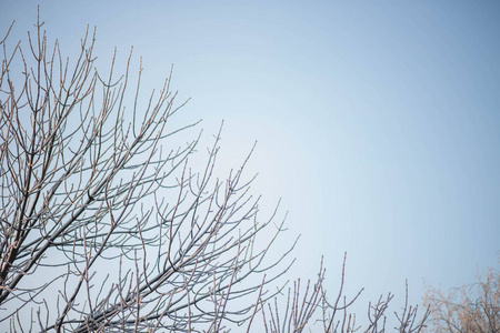 美丽的棕色树枝上覆盖着雪和蓝色的霜