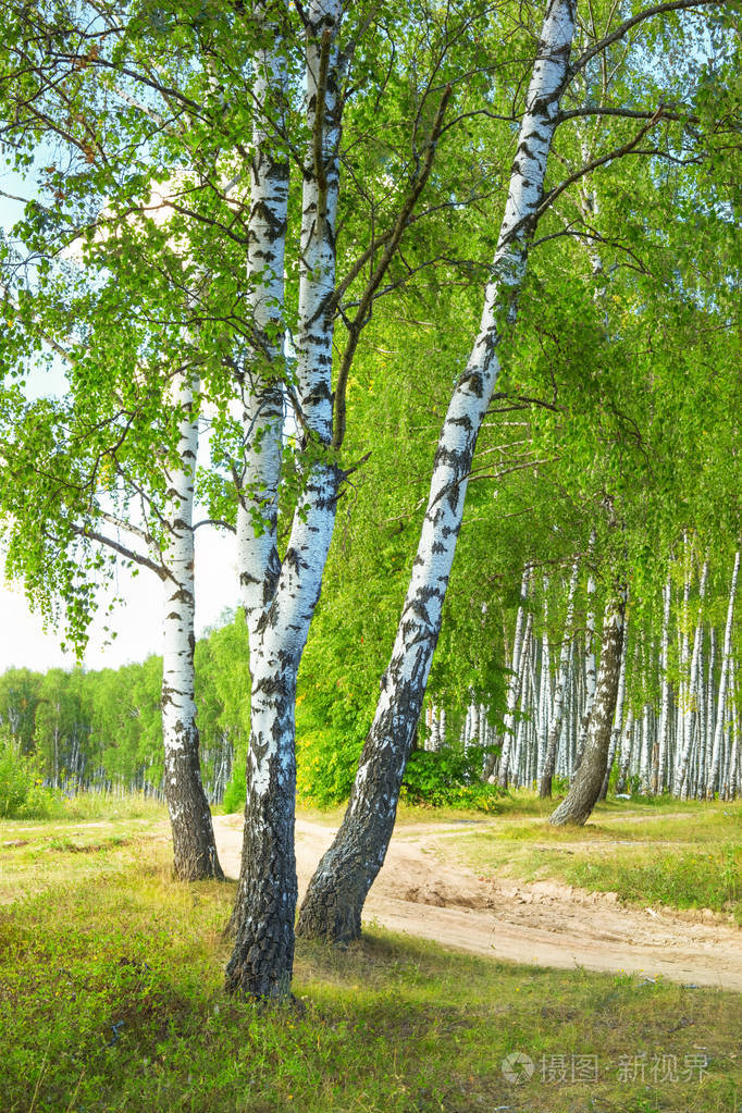 夏天在阳光明媚的白桦林