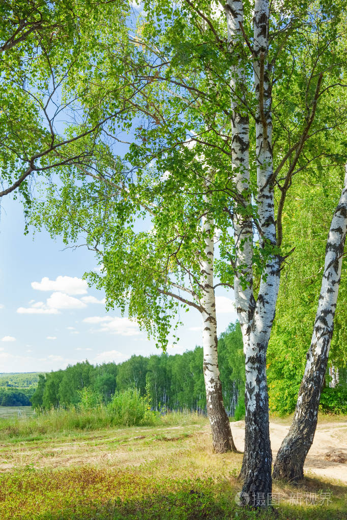 夏天在阳光明媚的白桦林