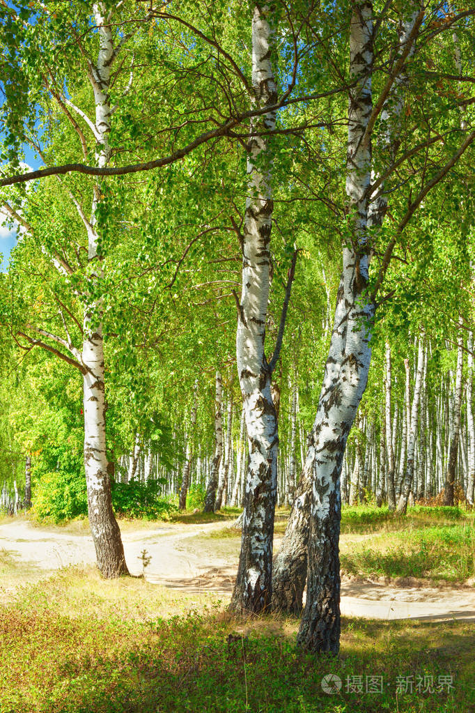 夏天在阳光明媚的白桦林