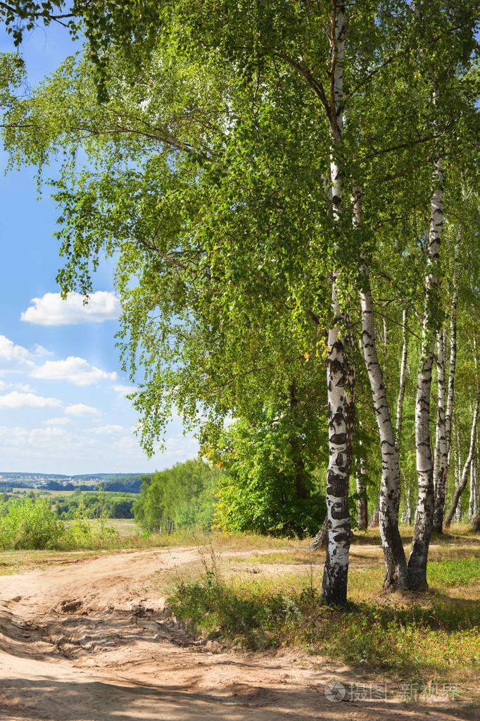夏天在阳光明媚的白桦林