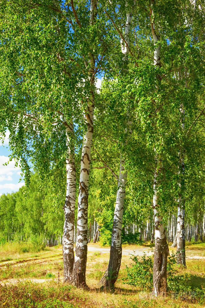 夏天在阳光明媚的白桦林