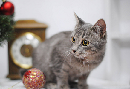 灰色绒毛的猫跟红色闪亮的圣诞树上球。在后台的老式手表