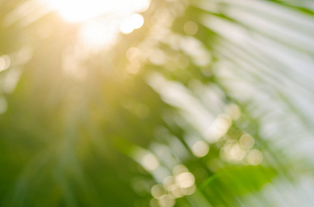 模糊的自然热带棕榈叶与 bokeh 阳光抽象背景